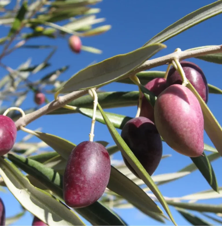 Aceitunas en el olivo