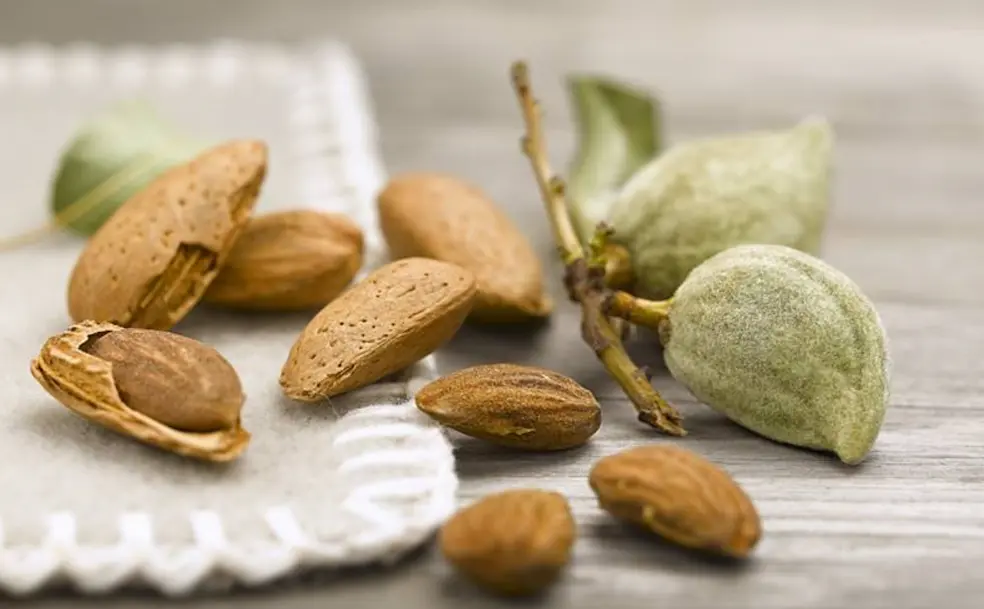 Almendras en el árbol abonado con abono para almendro ecológico de leonardita