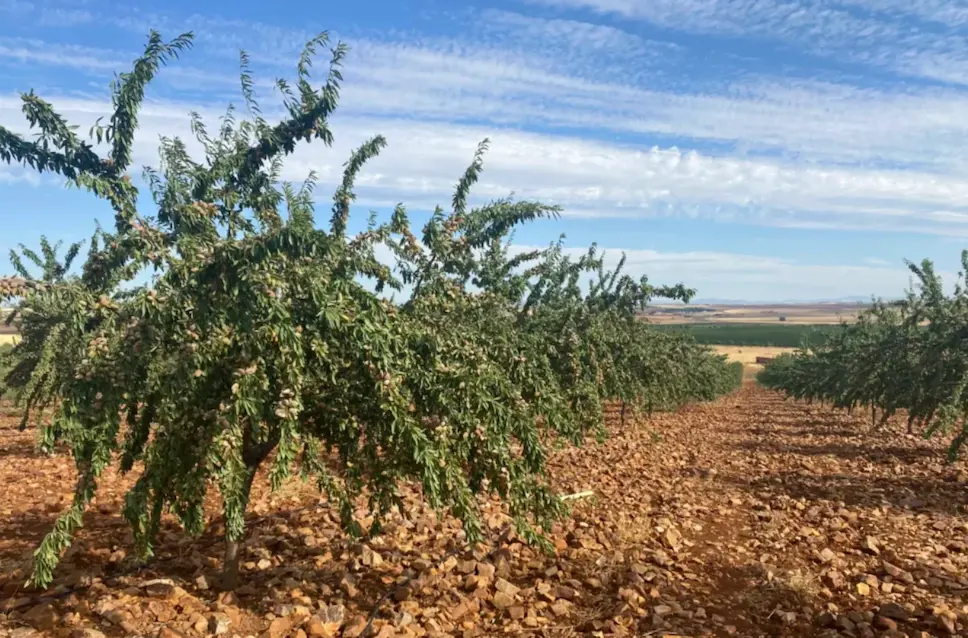 Plantación de almendros de La Mancha abonada con leonardita, enmienda orgánica rica en ácidos húmicos y fúlvicos