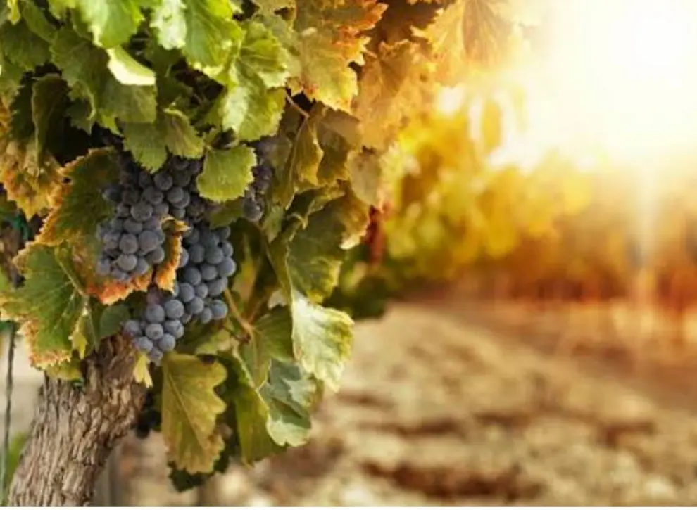 Viñedo de La Mancha abonado con leonardita, enmienda orgánica rica en ácidos húmicos y fúlvicos