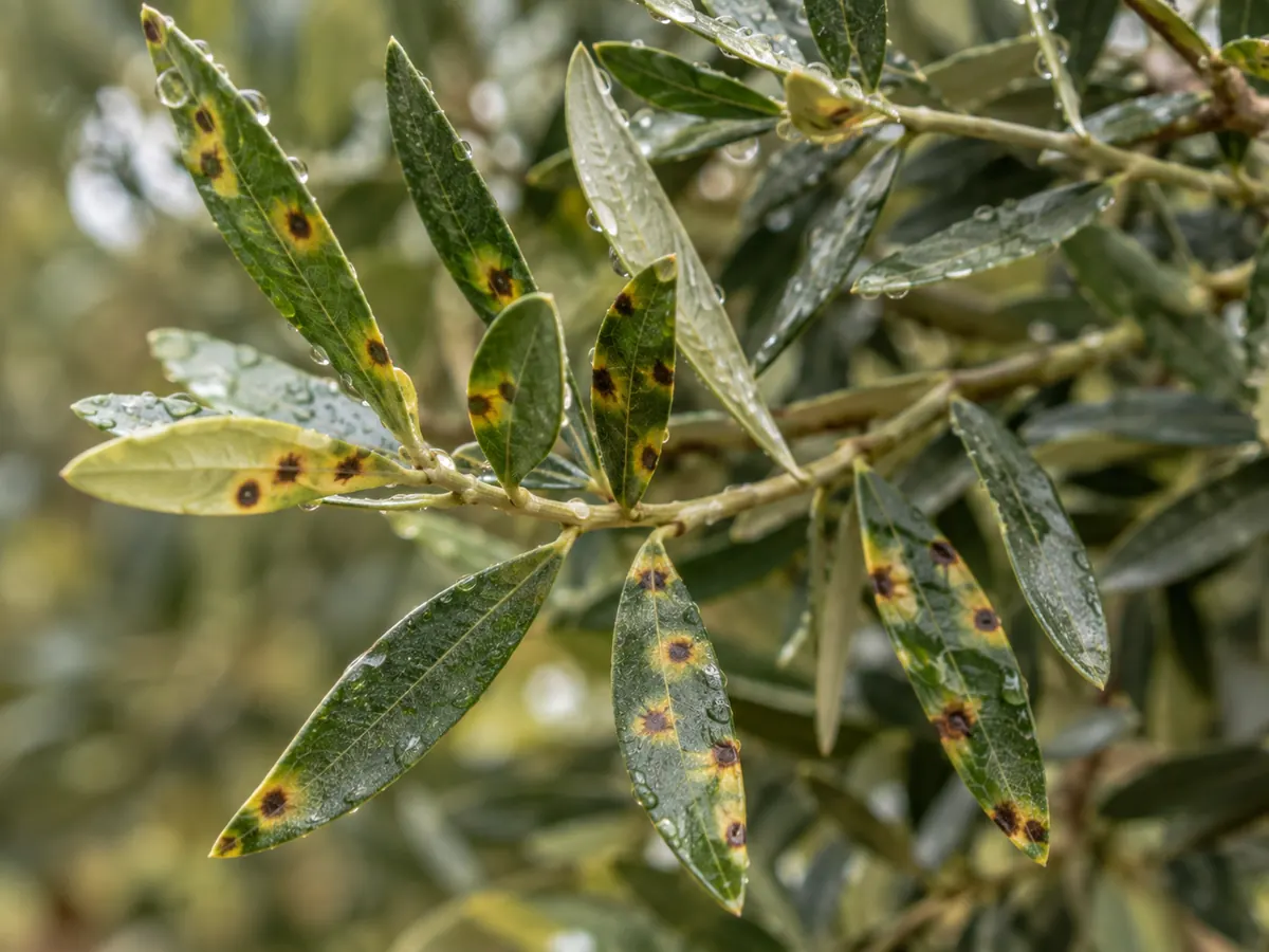 Hojas de olivo con repilo: manchas redondas oscuras con halo amarillo