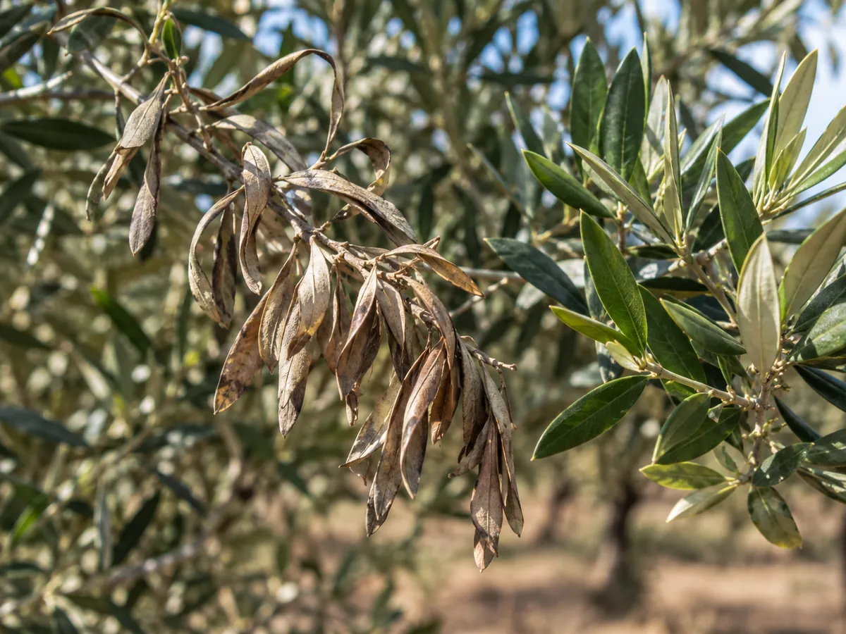 Rama de olivo con verticilosis: la hoja seca se queda pegada a la rama