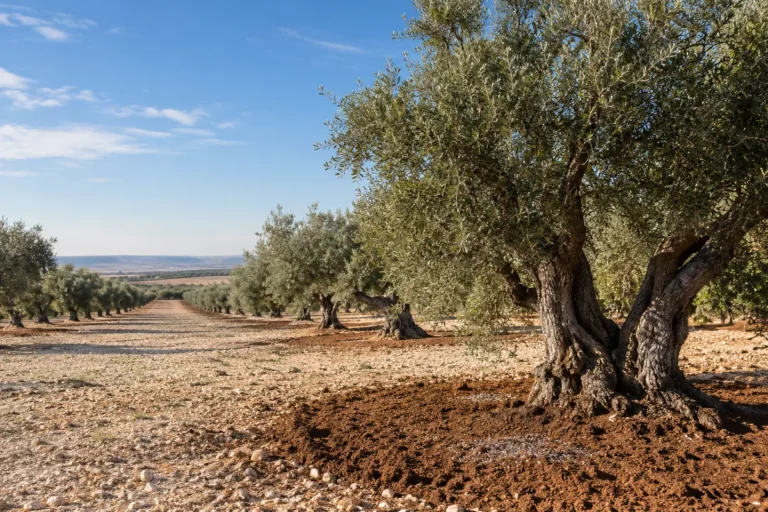 Olivar de secano en otoño con el ruedo de los olivos preparado para el abonado de fondo